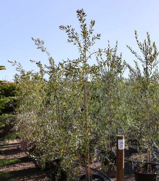 Olea europaea Correggiola (Correggiola Olive)