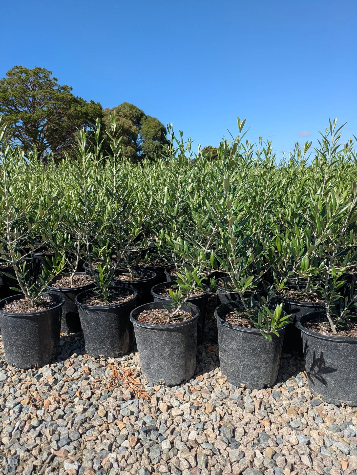 Olea Europaea 'Garden Harvest' (Garden Harvest Olive)