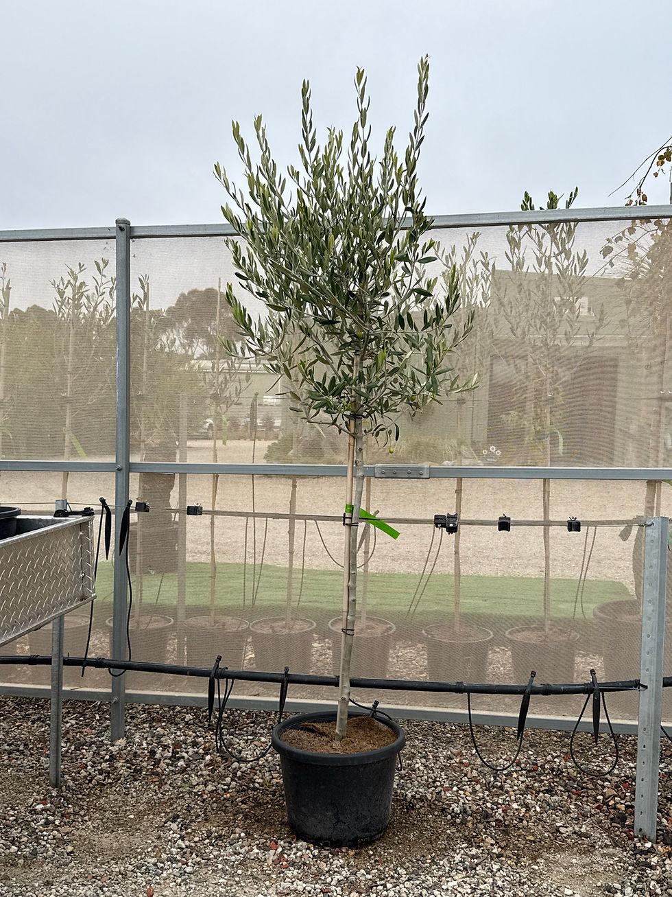 Olea europaea ‘Paragon’ Standard (Paragon Olive)