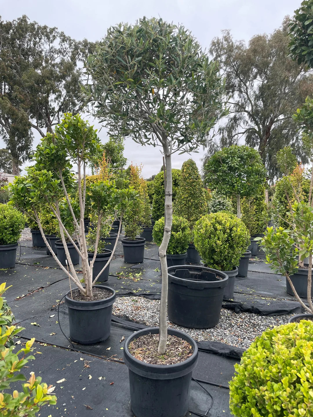 Olea europaea ‘Paragon’ Standard (Paragon Olive)