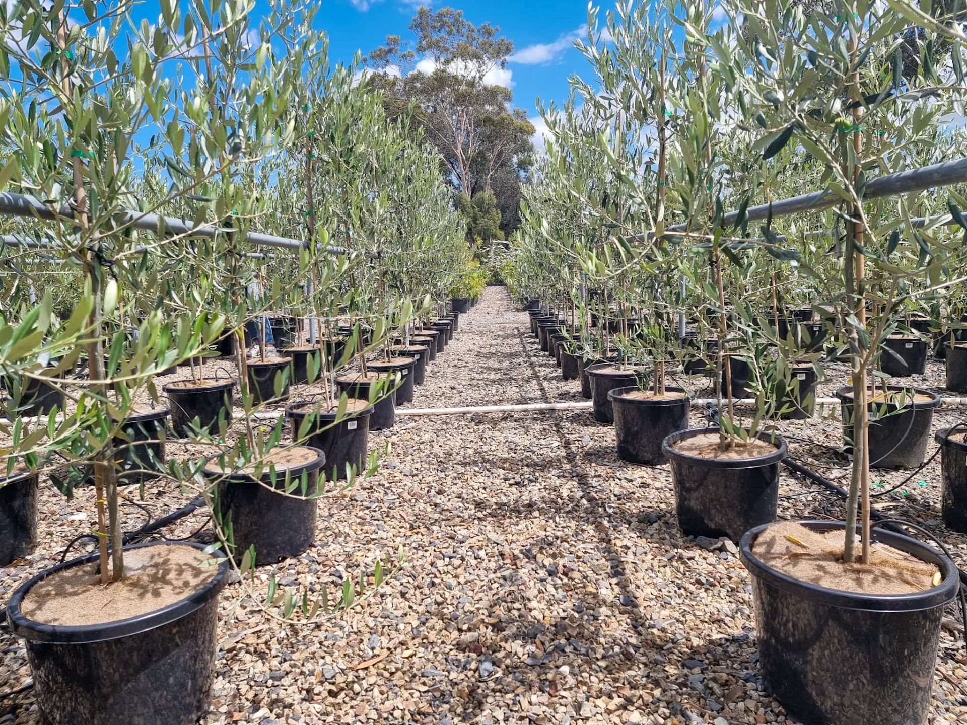 Olea europaea ‘Paragon’ Standard (Paragon Olive)