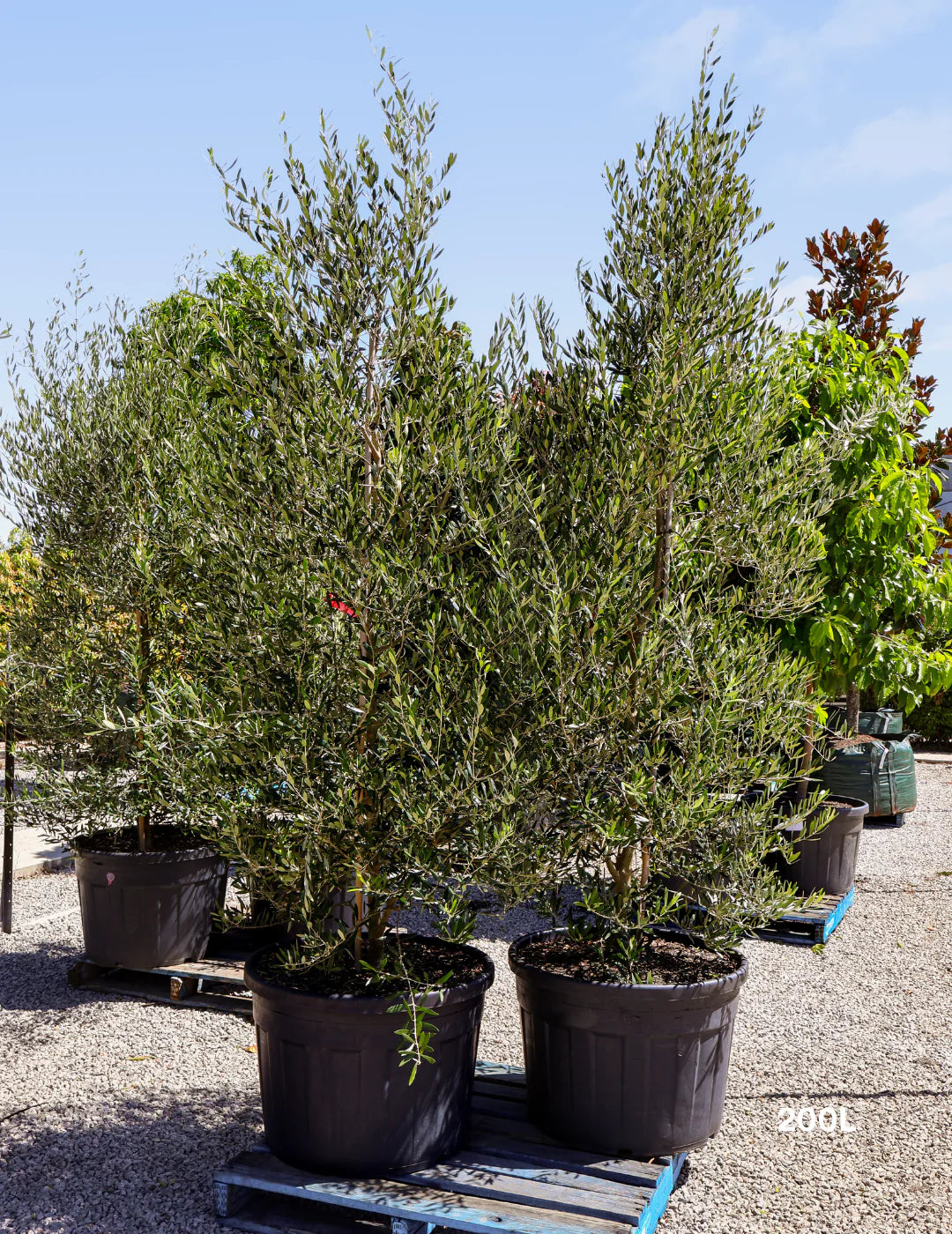 Olea europaea ‘Swan Hill’ (Swan Hill Olive)