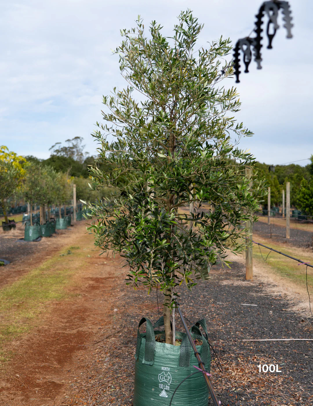 Olea europaea ‘Swan Hill’ (Swan Hill Olive)