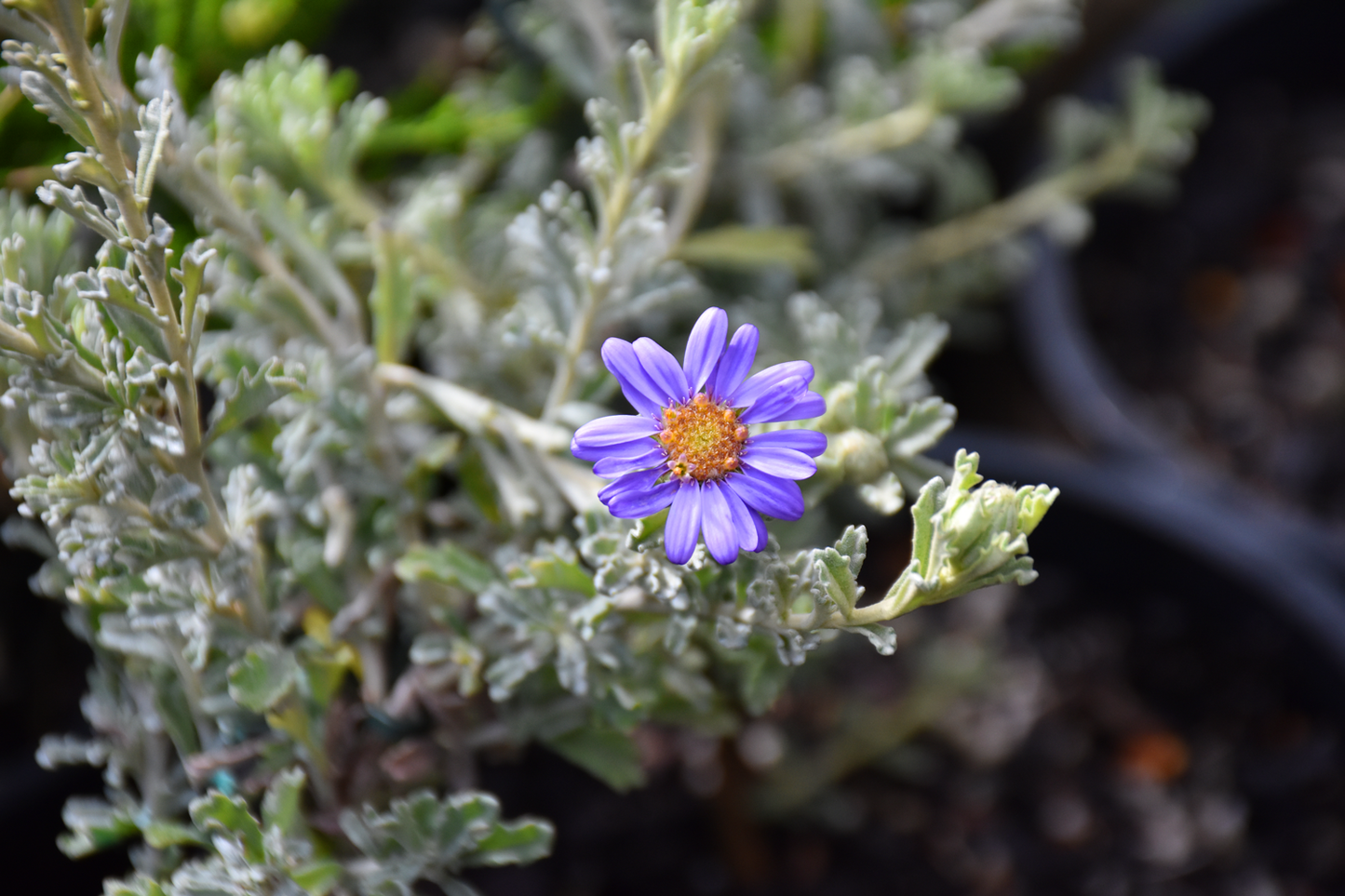 Olearia Astroloba (Star-Leaved Daisy Bush)