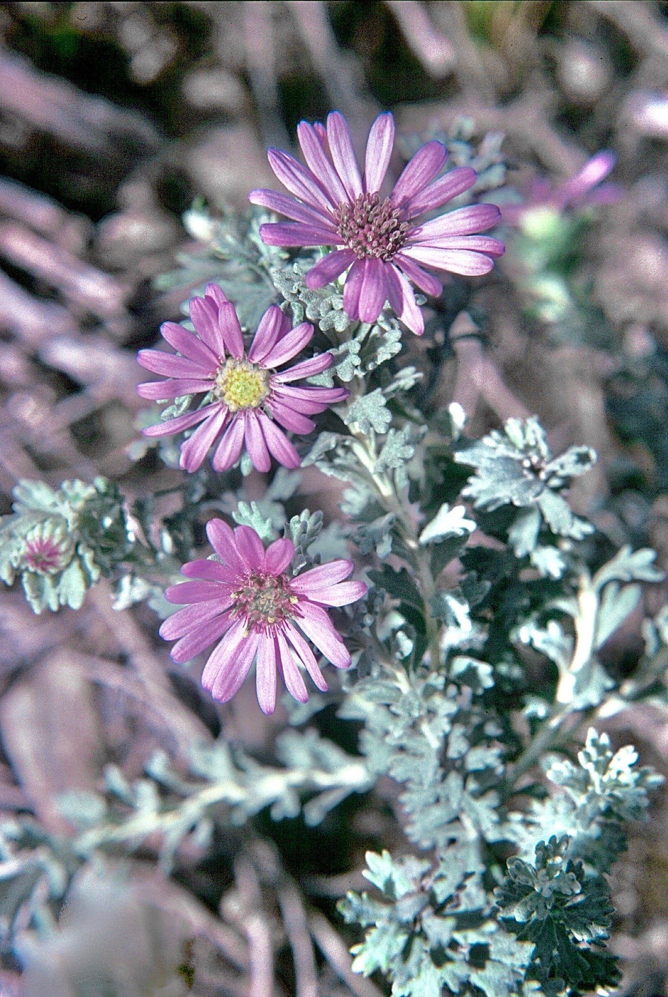 Olearia Astroloba (Star-Leaved Daisy Bush)