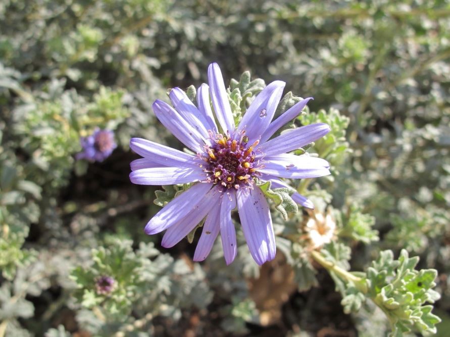 Olearia Astroloba (Star-Leaved Daisy Bush)