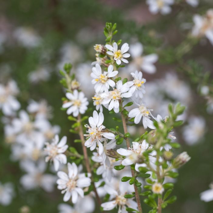 Olearia Microphylla (Small-Leaved Daisy-Bush)