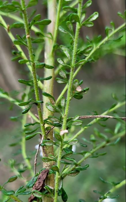 Olearia Microphylla (Small-Leaved Daisy-Bush)