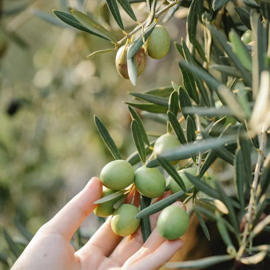 Olea europaea 'Kolossus Kalamata' (Kolossus Kalamata Olive)