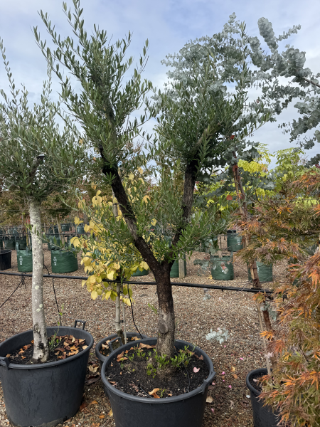 Olea Europaea (Olive)