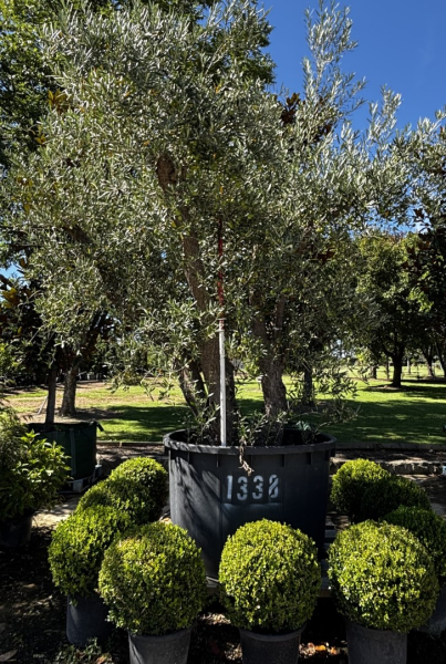 Olea Europaea (Olive)