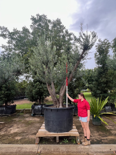 Olea Europaea (Olive)