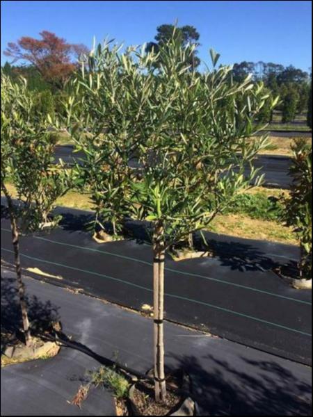 Olea europaea 'Coratina' (Coratina Olive)
