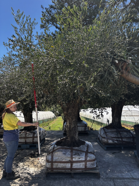 Olea Europaea 'Frantoio' (Frantoio Olive)