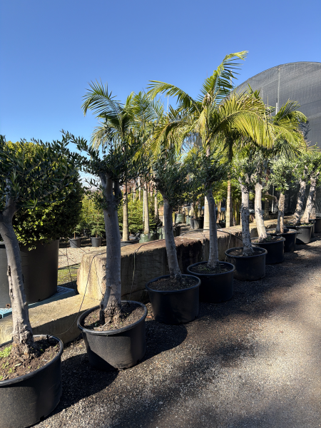 Olea Europaea 'Frantoio' (Frantoio Olive)