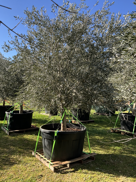 Olea Europaea 'Frantoio' (Frantoio Olive)