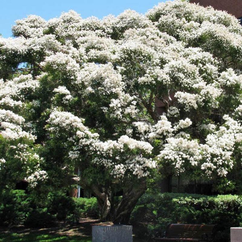 Melaleuca Linariifolia ‘Snowstorm’ (Snowstorm Paperbark)