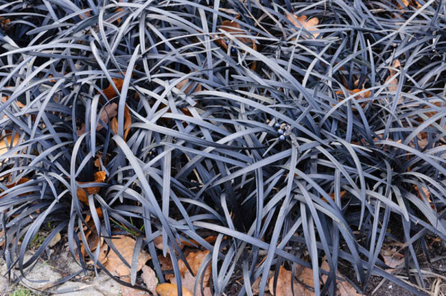 Ophiopogon Nigrescens (Black Mondo Grass)