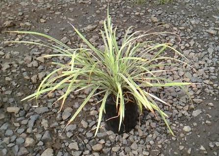 Ophiopogon Intermedius Variegata (Stripey White)