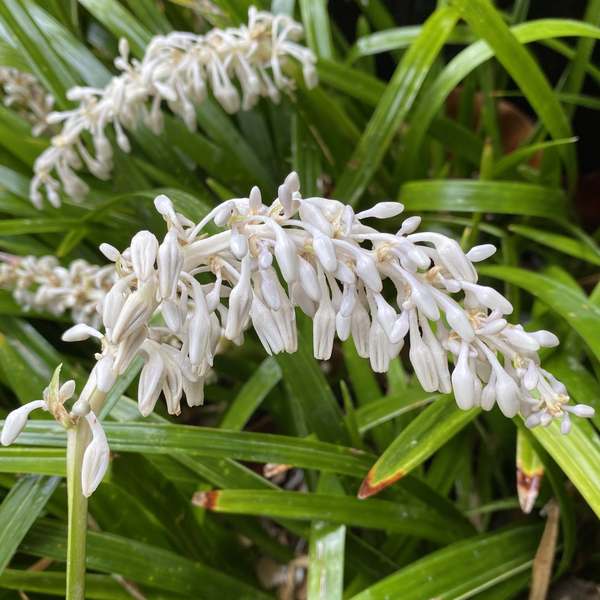 Ophiopogon intermedius (Aztec Grass)