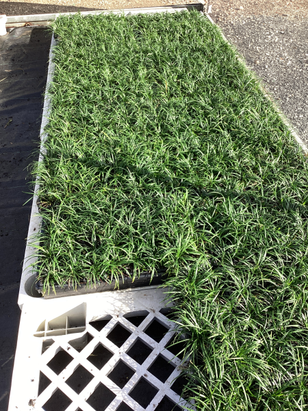 Ophiopogon Japonicus (Mondo Grass)