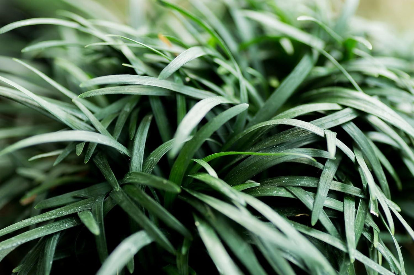 Ophiopogon Japonicus ‘Nana’ (Dwarf Mondo Grass)