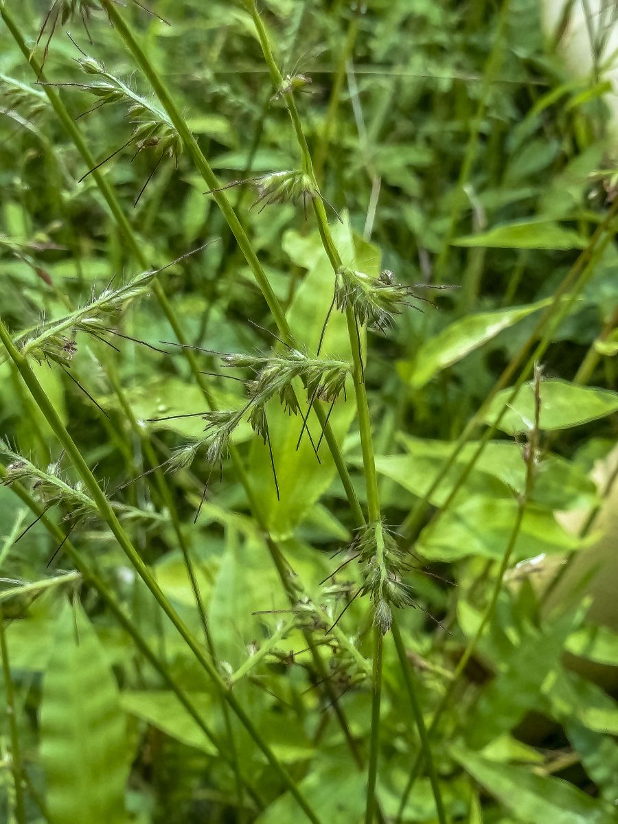 Oplismenus aemulus (Basket Grass)