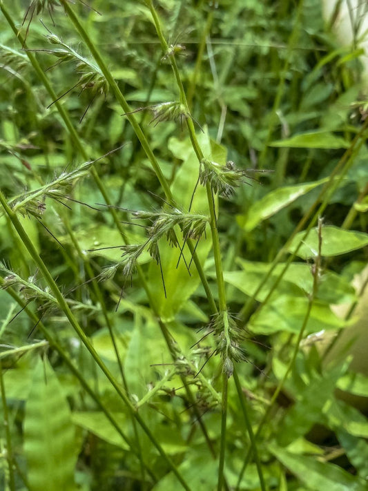 Oplismenus aemulus (Basket Grass)