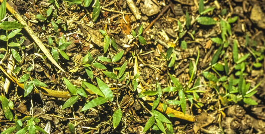 Oplismenus imbecillis (Creeping Basket Grass)
