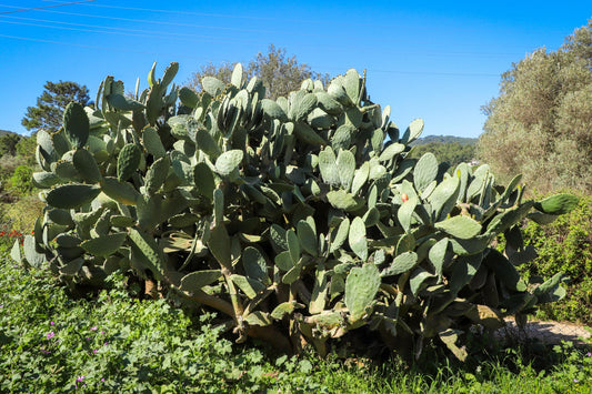Opuntia Ficus-Indica (Indian Fig Prickly Pear)