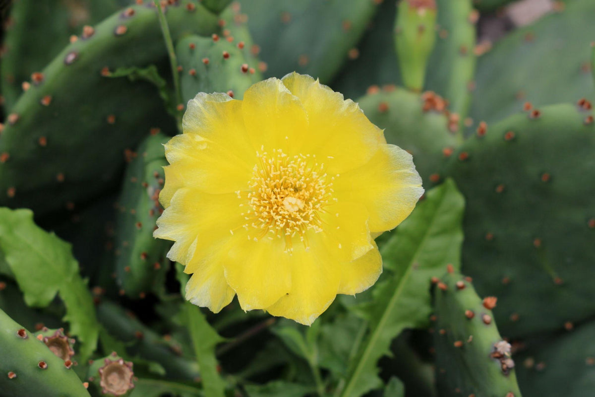 Opuntia Ficus-Indica (Indian Fig Prickly Pear)