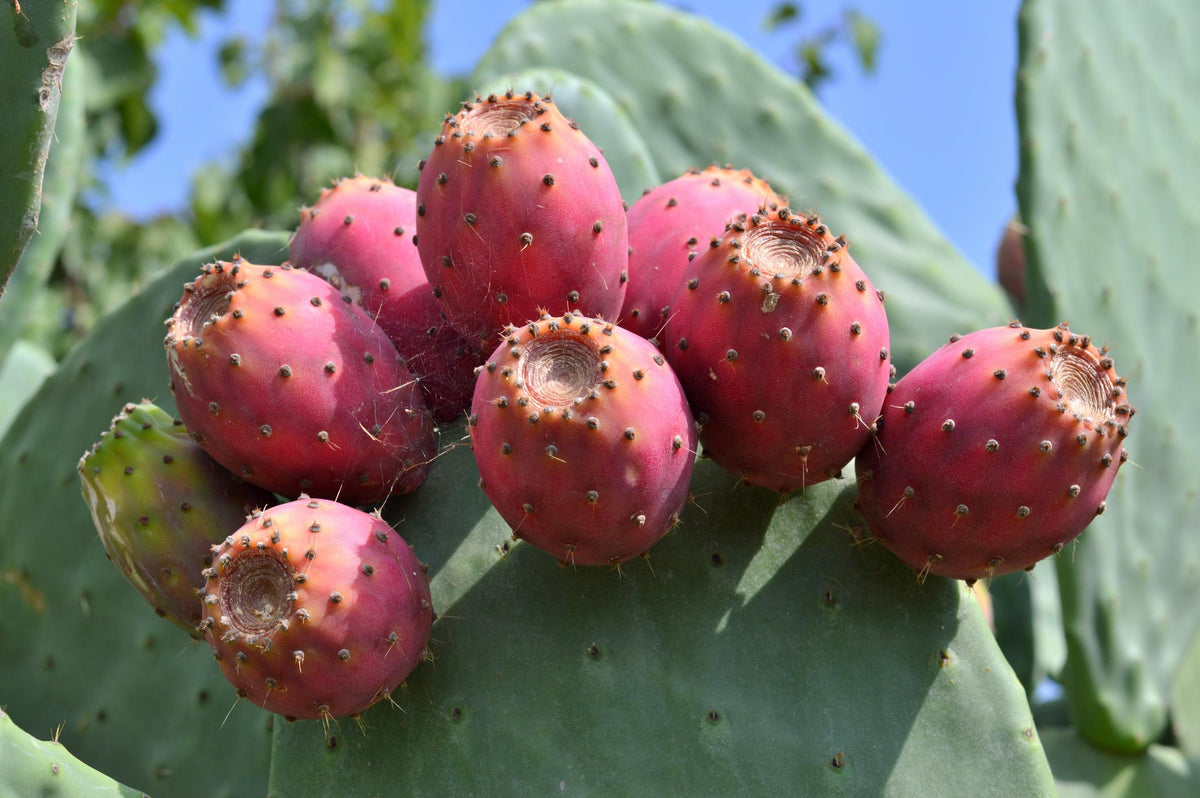 Opuntia Ficus-Indica (Indian Fig Prickly Pear)