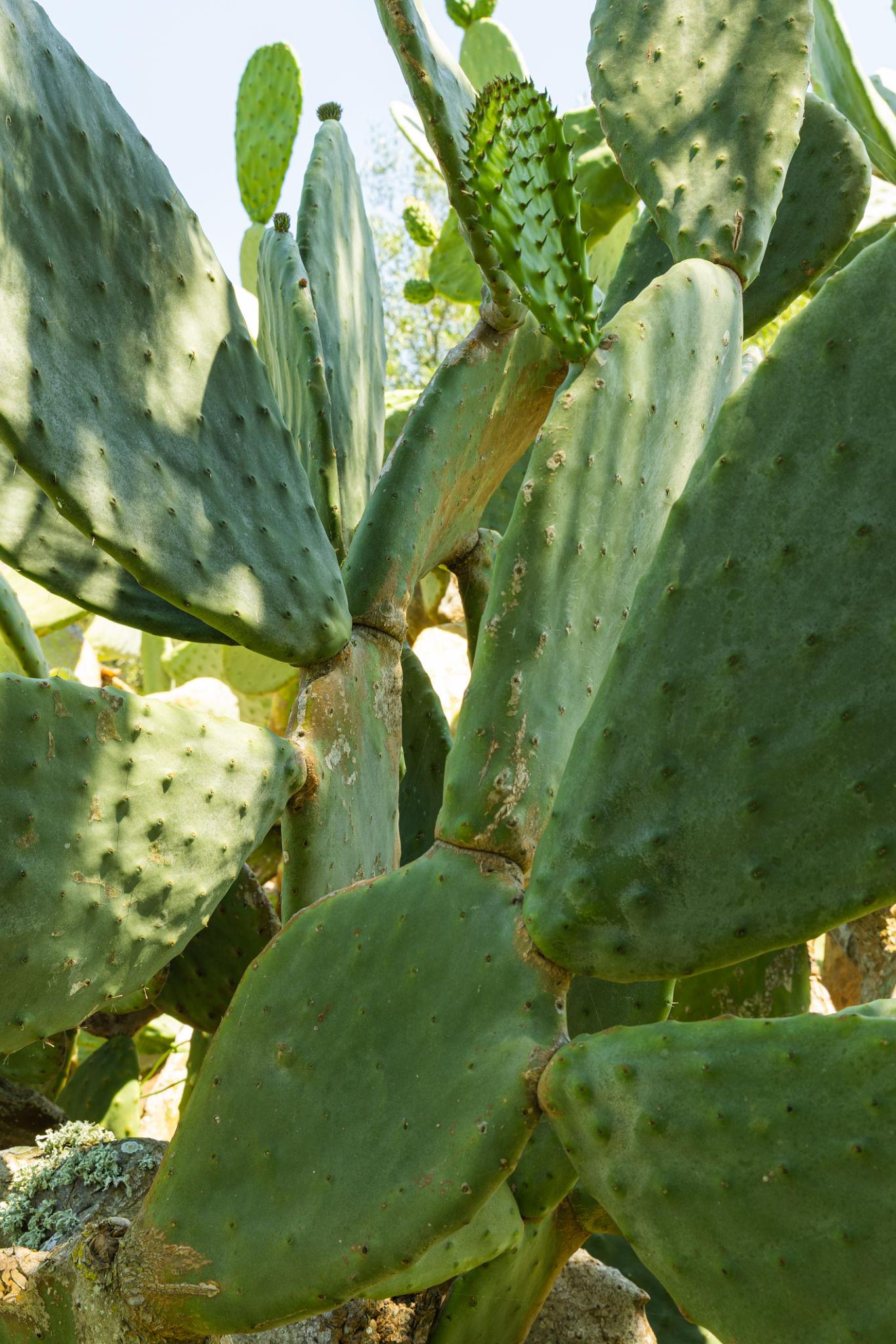 Opuntia Ficus-Indica (Prickly Pear Cactus)