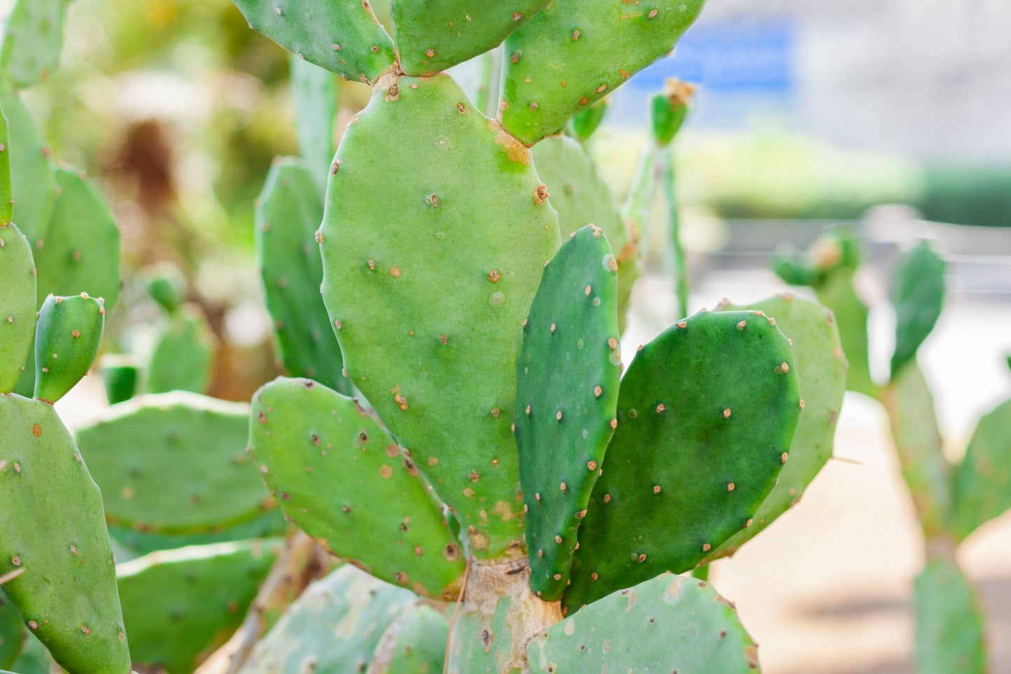 Opuntia Ficus-Indica (Prickly Pear Cactus)