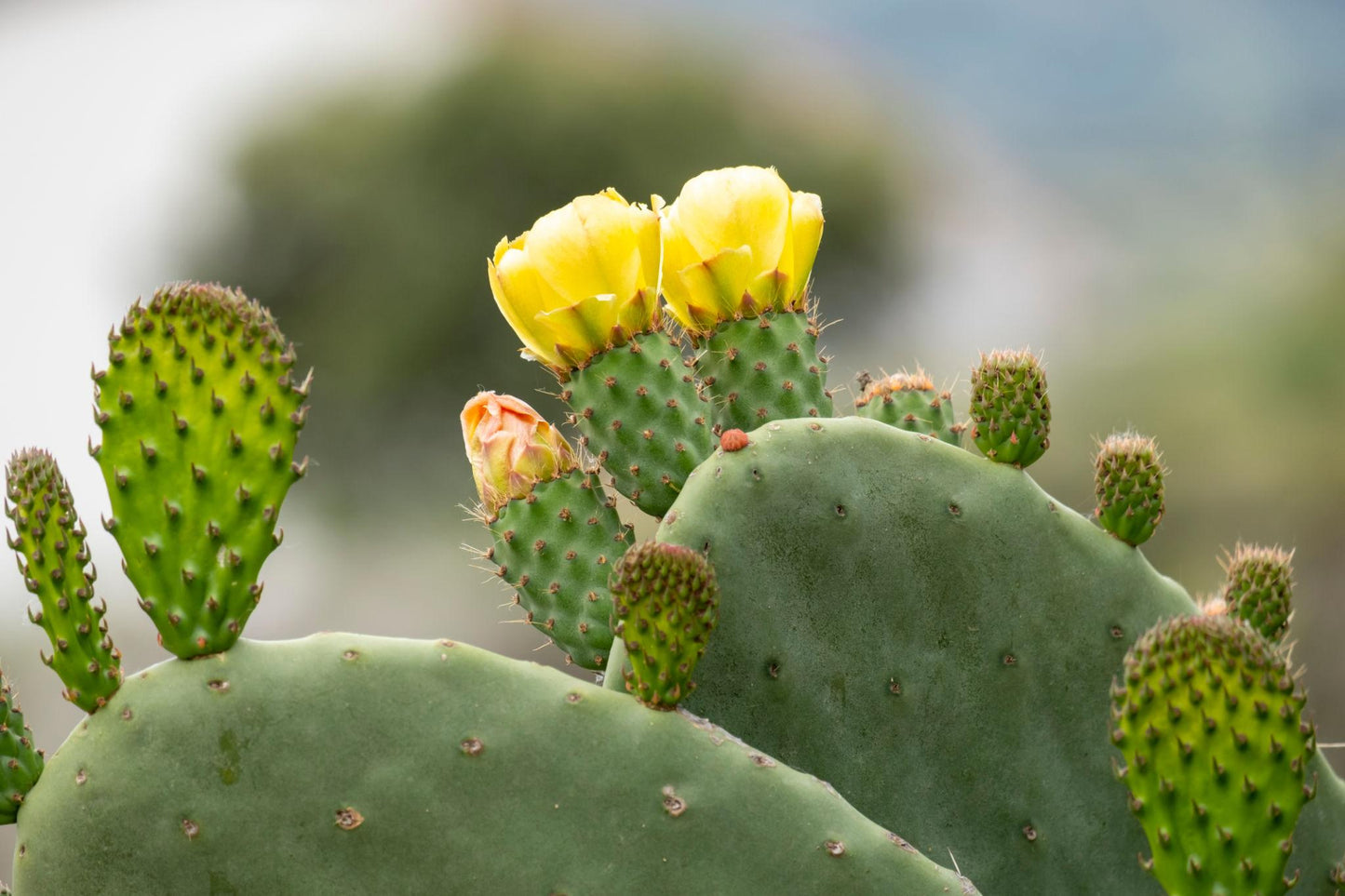 Opuntia Ficus-Indica (Prickly Pear Cactus)