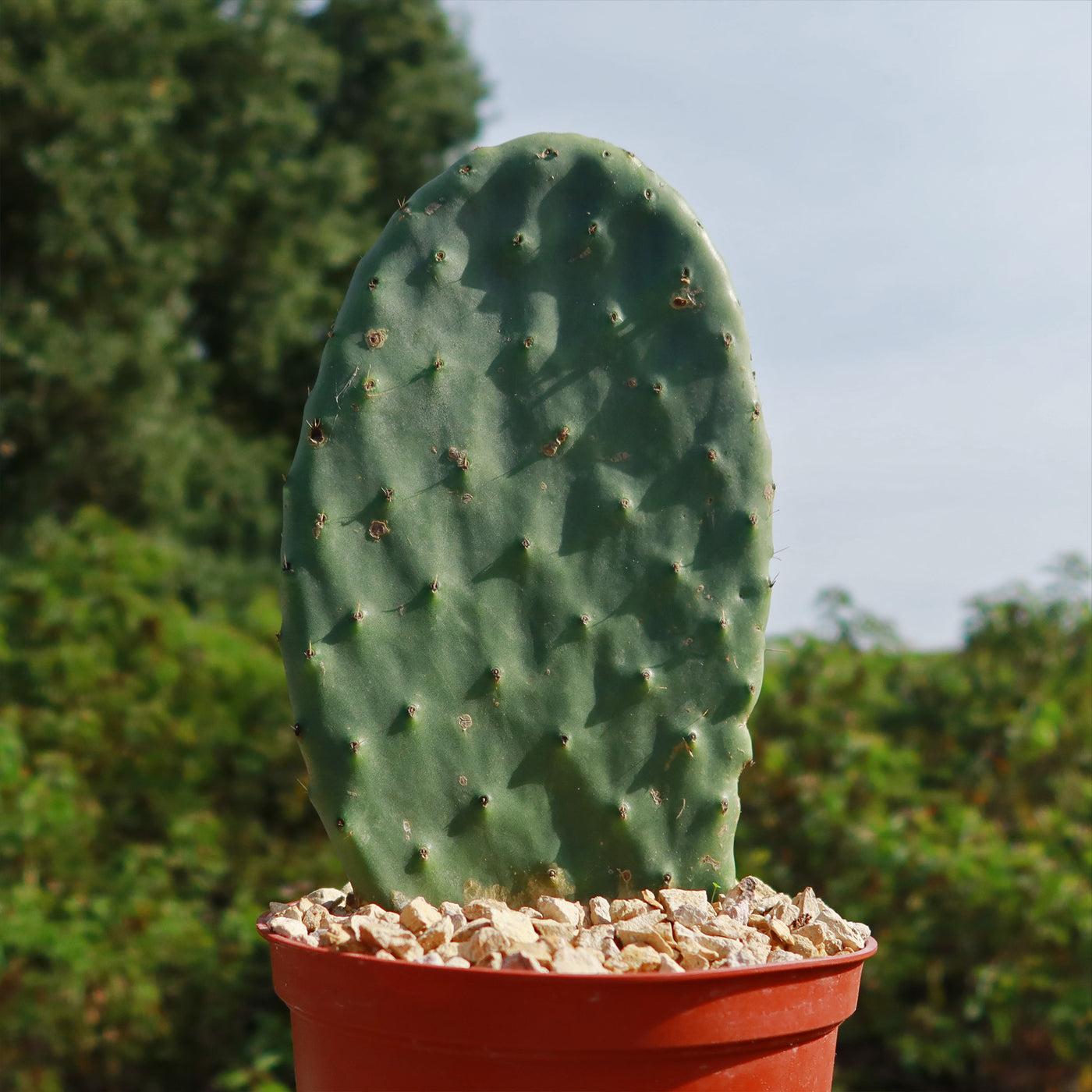 Opuntia Ficus-Indica (Prickly Pear Cactus)