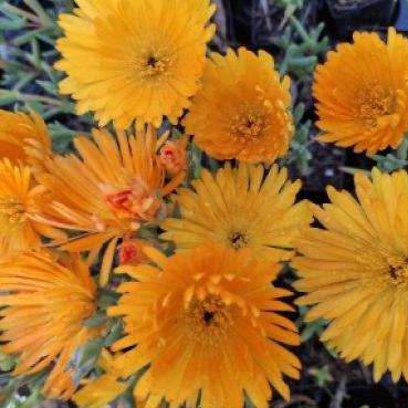 Carpobrotus Glaucescens (Pigface)