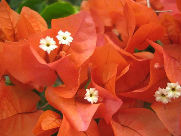 Bougainvillea glabra Orange Glory (Bougainvillea Orange Glory)