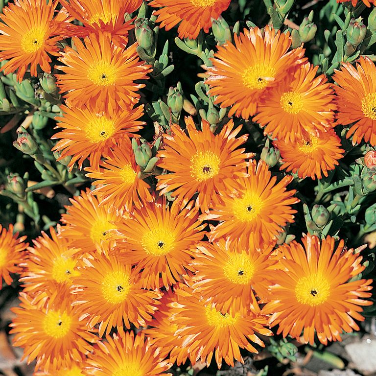 Carpobrotus Glaucescens (Pigface)