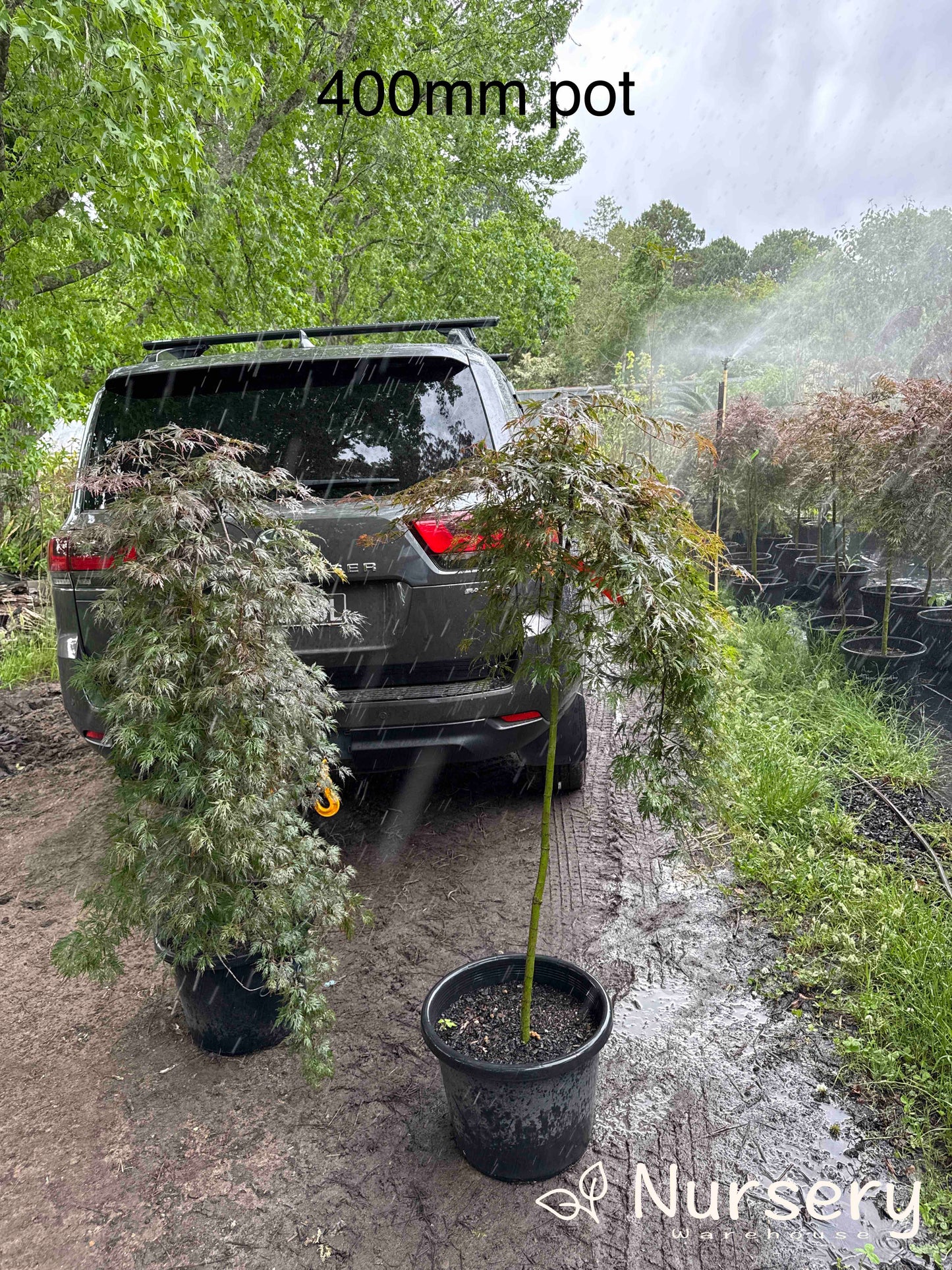 Acer Palmatum 'Orangeola' (Orangeola Japanese Maple)