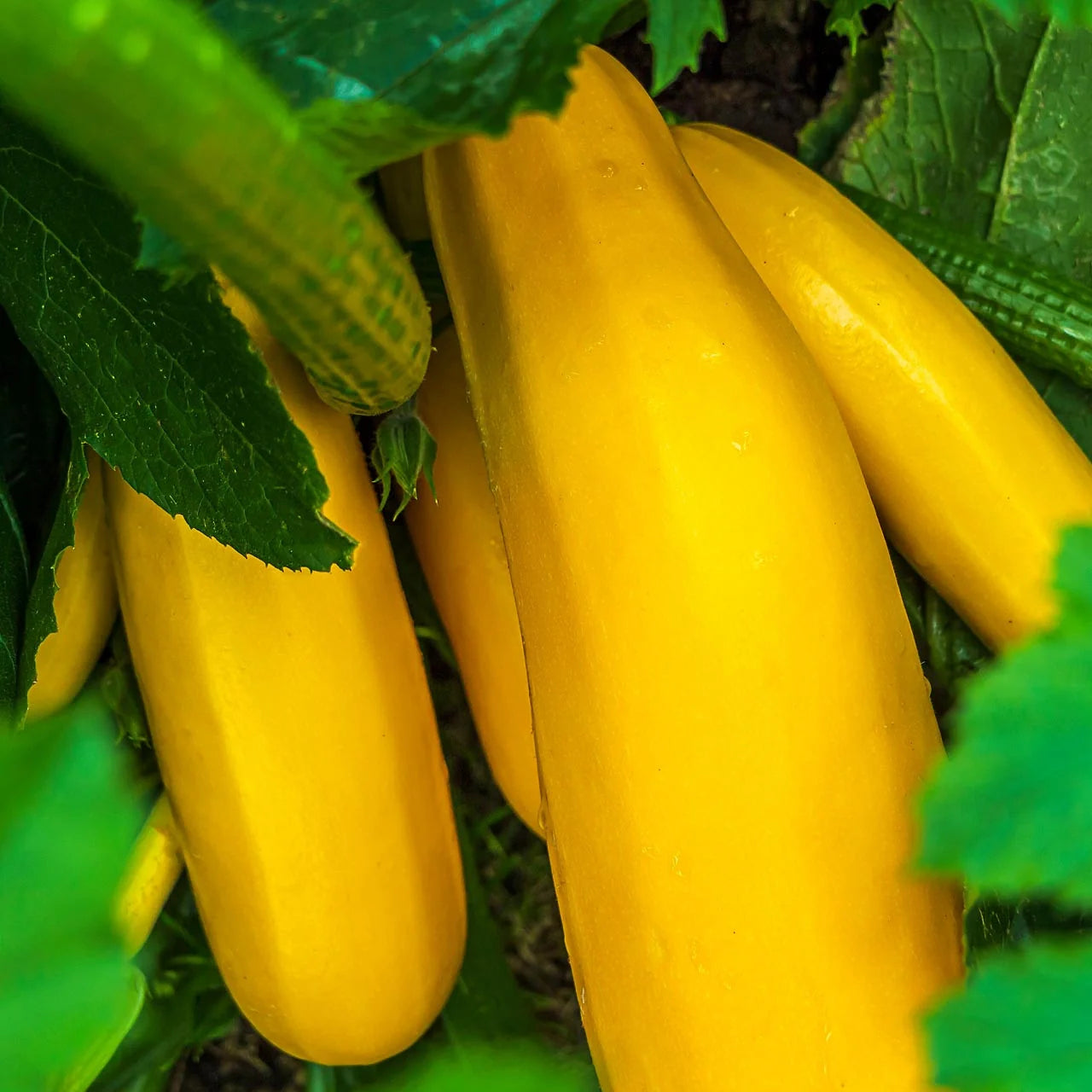 Cucurbita Pepo (Green Gold Zucchini)