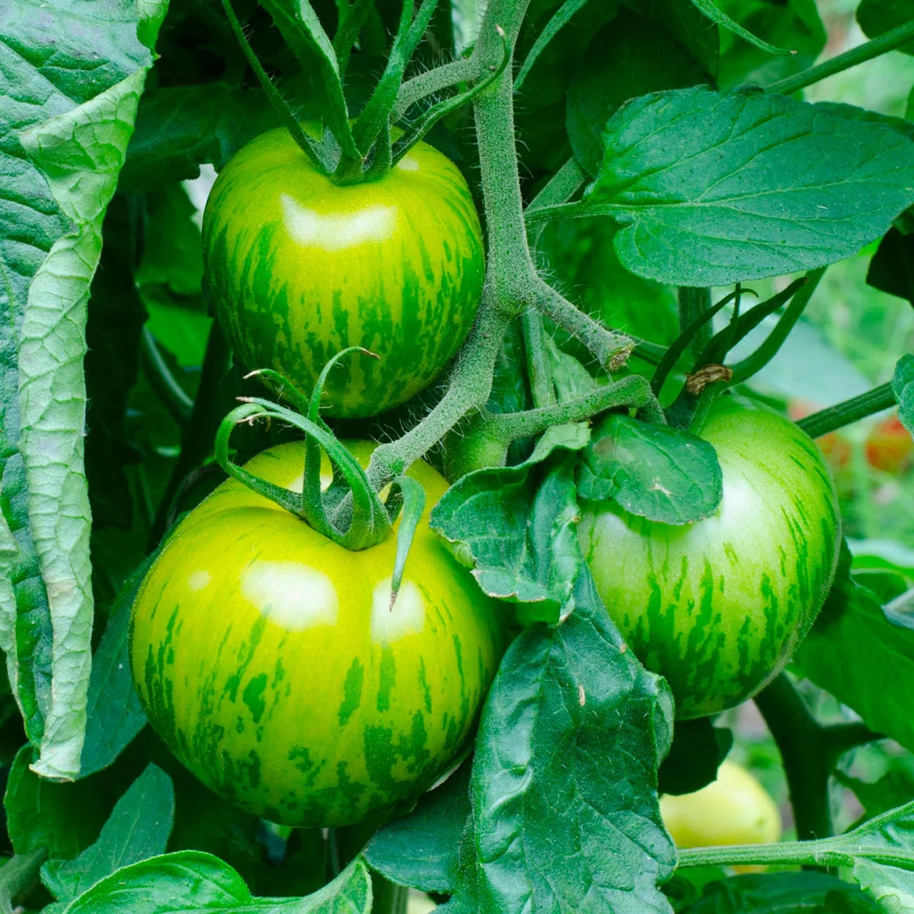 Solanum Lycopersicum 'Green Zebra' (Green Zebra Tomato)
