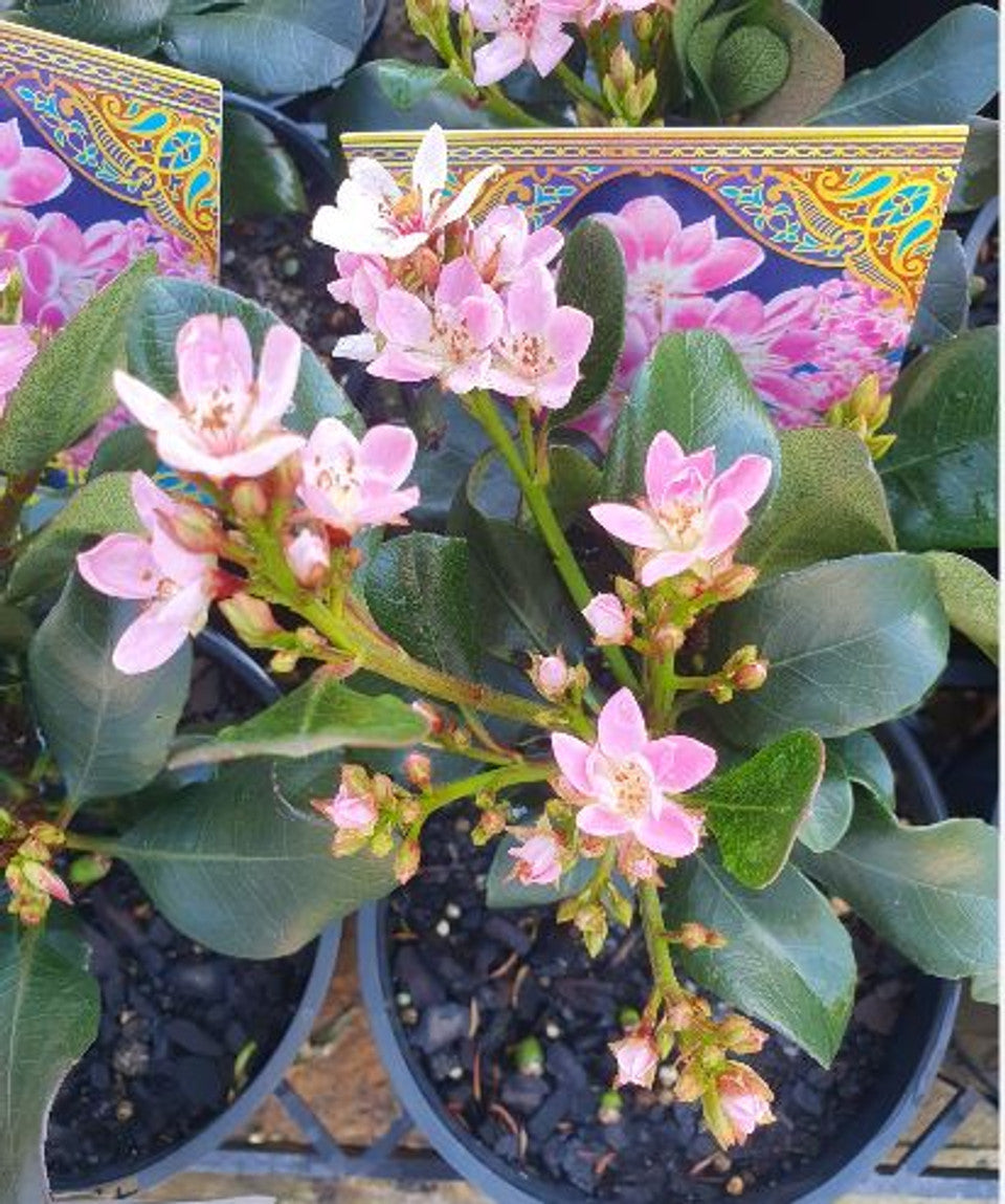 Rhaphiolepis indica 'Rapopink' Oriental Pink™ (Oriental Pink™ Indian Hawthorn)