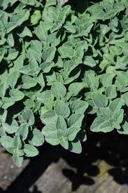 Origanum Vulgare ‘Hot N Spicy’ (Hot N Spicy Oregano)