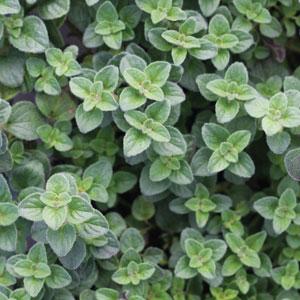 Origanum Vulgare ‘Hot N Spicy’ (Hot N Spicy Oregano)