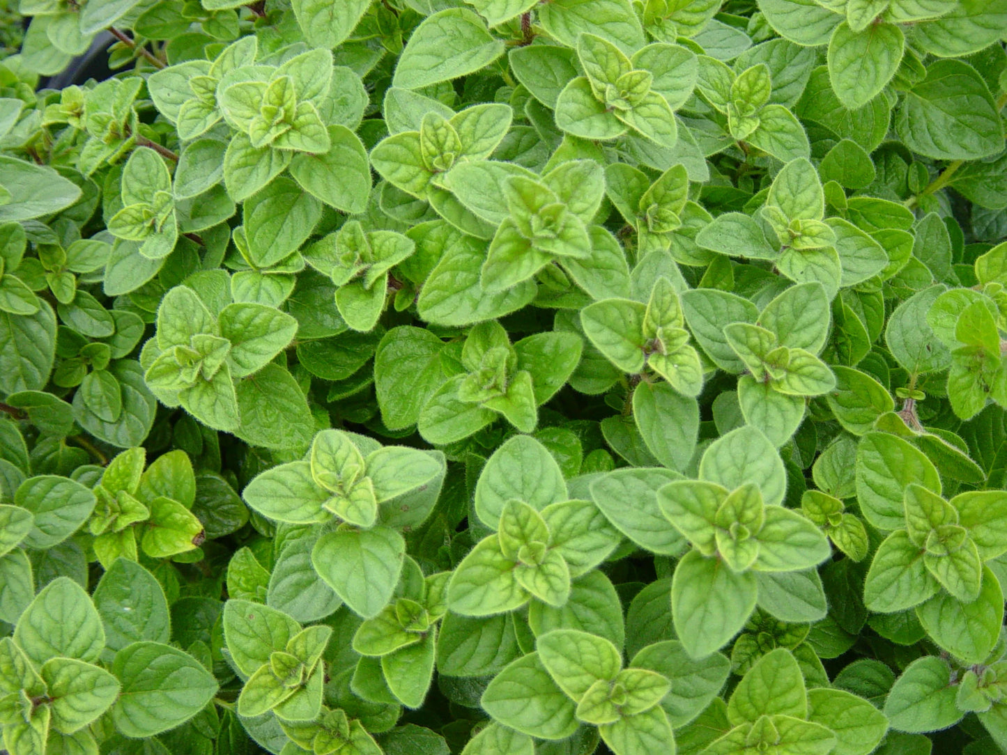 Origanum Vulgare ‘Hot N Spicy’ (Hot N Spicy Oregano)