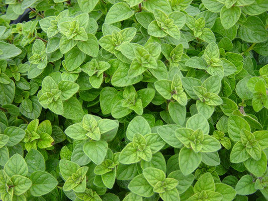 Origanum Vulgare ‘Hot N Spicy’ (Hot N Spicy Oregano)