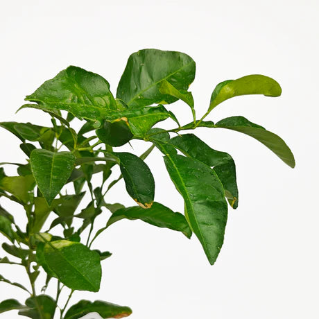 Citrus paradisi ‘Star Ruby’ (Grapefruit)