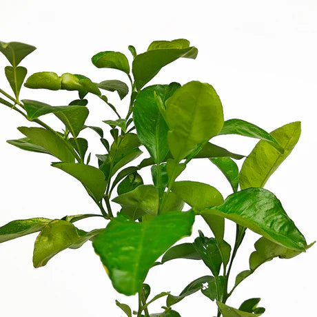 Citrus paradisi ‘Star Ruby’ (Grapefruit)