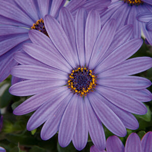 Osteospermum 'Power Packed Blue' (Power Packed Blue African Daisy)